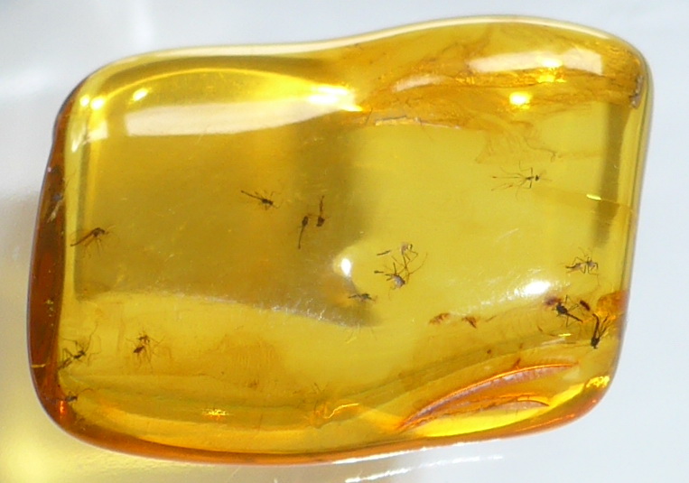 Bernstein mit Mücke