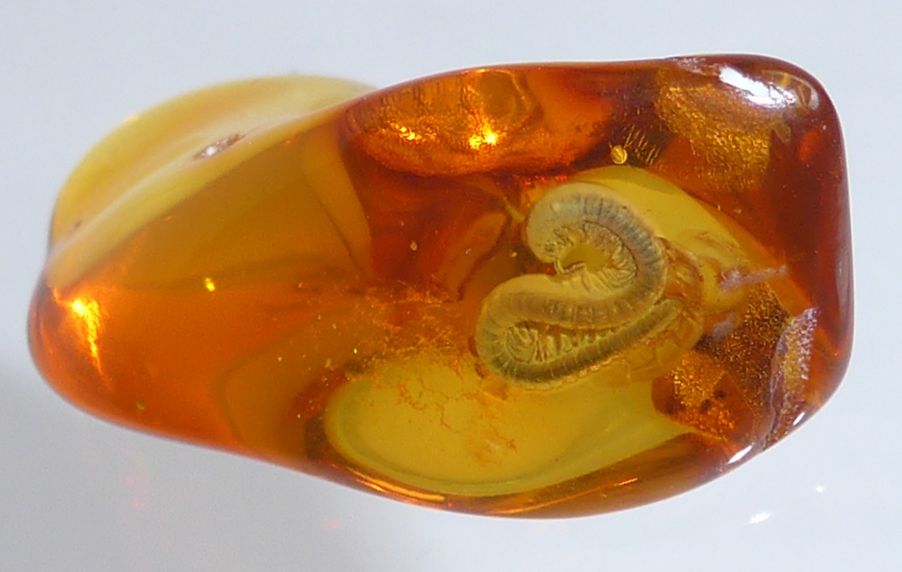 Bernstein Inkluse Myriapoden Myriapode