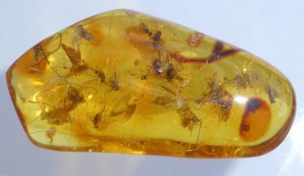 baltische Bernsteininkluse Langbeinfliegen