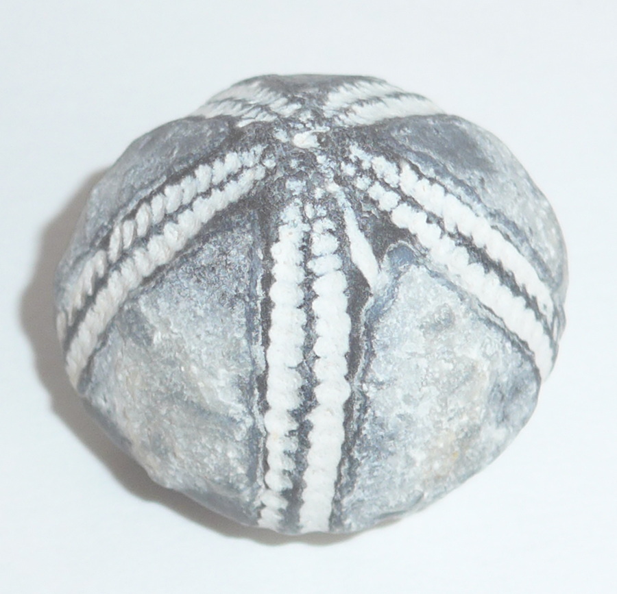 versteinerter Seeigel aus der Ostsee