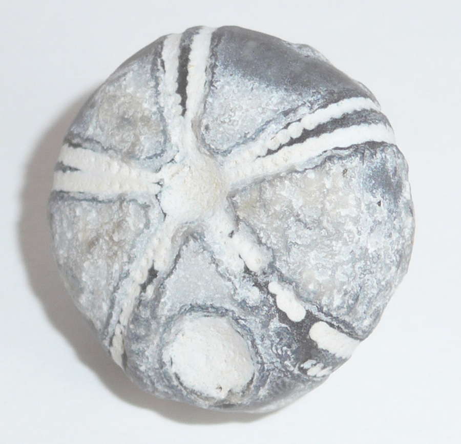 Seeigel versteinert